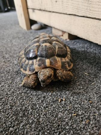 Image 2 of 6 year old male Herman's tortoise