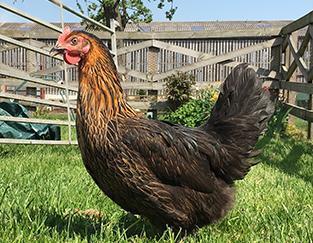 Image 6 of POL...Hens for sale.. (vaccinated)..available now.....