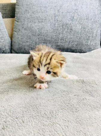 Image 4 of Beautiful Turkish Angora Kittens for sale Birmingham