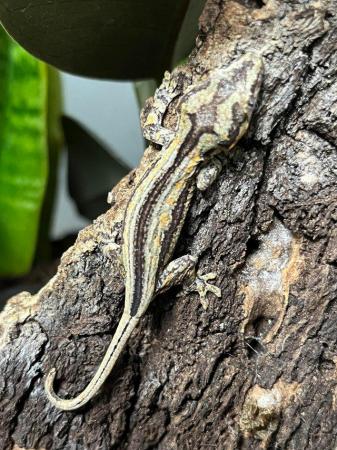 Image 1 of Various Juvenile Gargoyle Geckos available