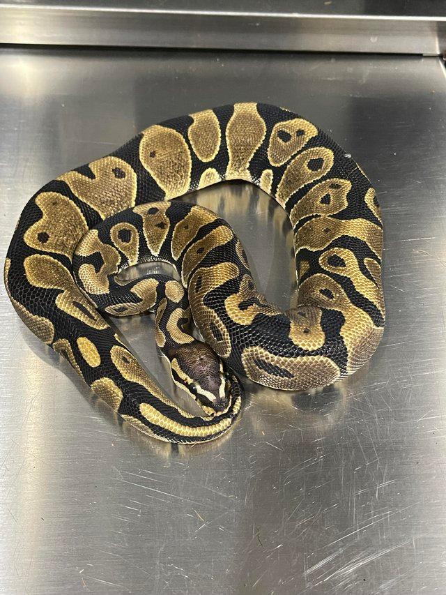 Preview of the first image of Male microscale Ball/Royal Python.