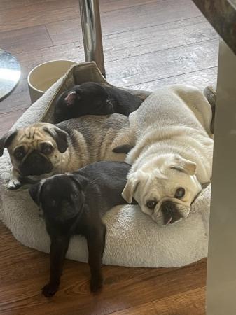 Image 2 of 3 year old female & 2 year old male pugs for sale