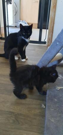 Image 5 of 7 kittens, why don't people want black cats?