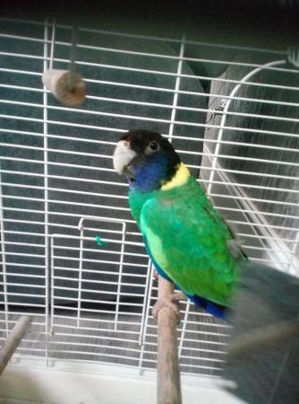 Image 4 of australian ringneck parrot for sale