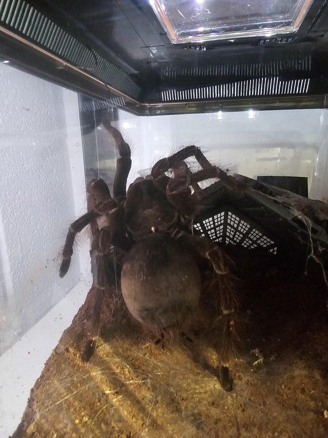 Preview of the first image of Huge adult female pamphobeteous antinous tarantula.