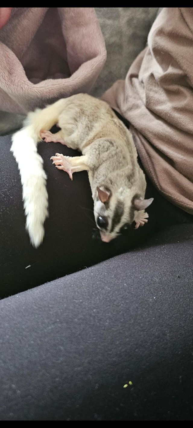 Sugar glider pair. Beautiful. 1 year 3 months — photo 3 of 4