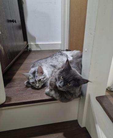 Image 6 of Male and Female Maine Coon around 9 Months old