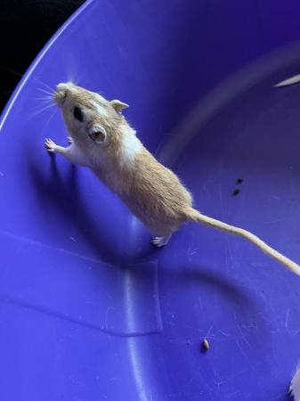Image 6 of Male Gerbils with Glass Tank