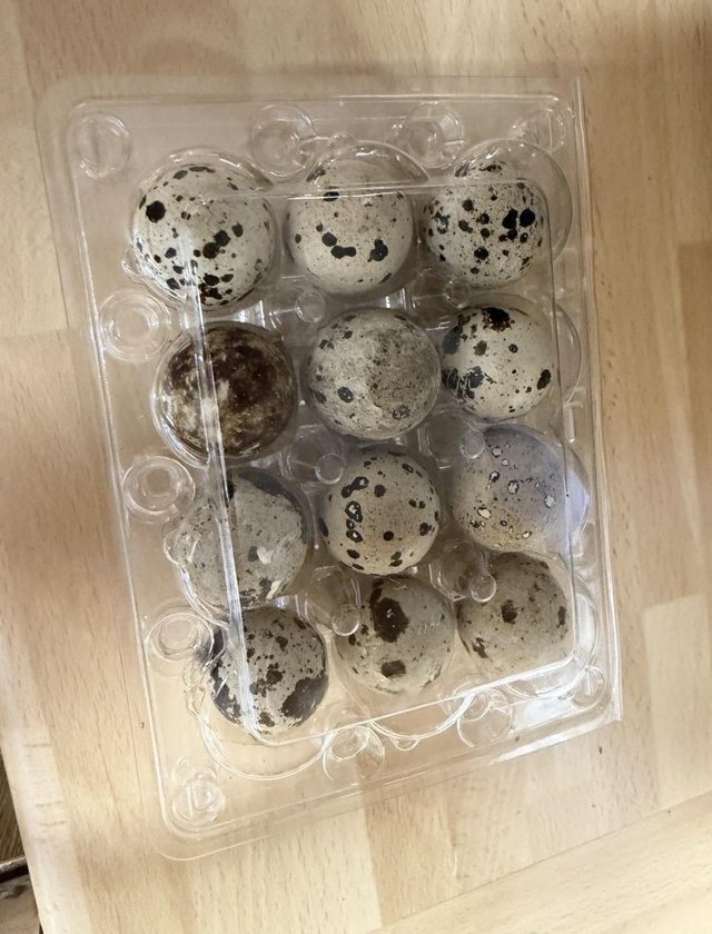 Fertile Quail Hatching Eggs | Can Be Posted or Collected in — Pets & Animals in Rayleigh