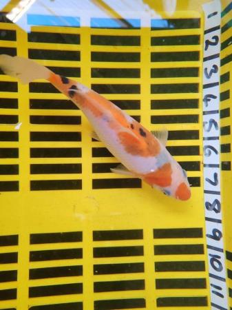 Image 3 of KOI POND FISH HEALTHY AND STRONG 8 INCH