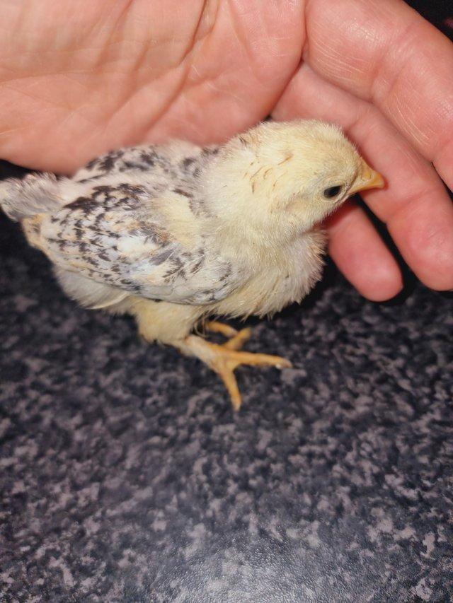 Preview of the first image of Bantam chick's 2, 3 weeks old.