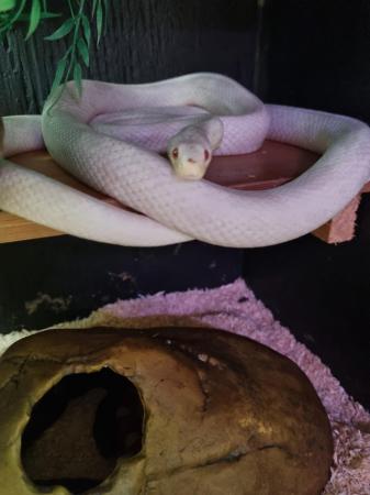Image 2 of OMG Beautiful white snake