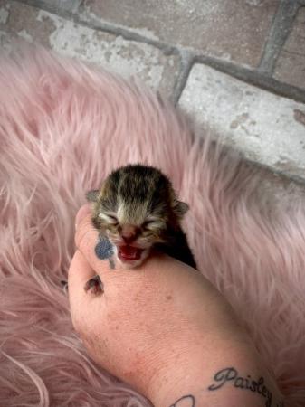 Image 2 of Beatifully Marked Tabby Kittens