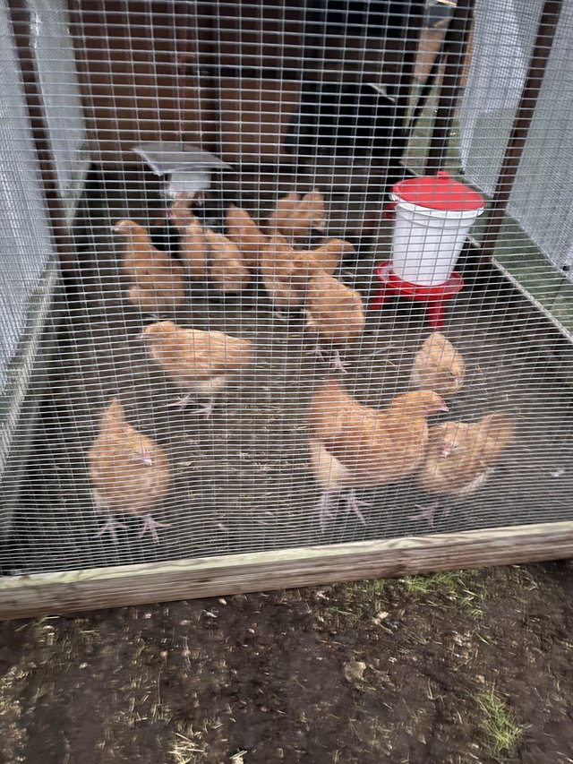 Preview of the first image of Buff Orpington cockerels various ages.
