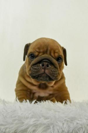 Image 2 of 7 week old English bulldog puppies