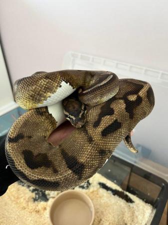 Image 2 of Male breeder pied ball python