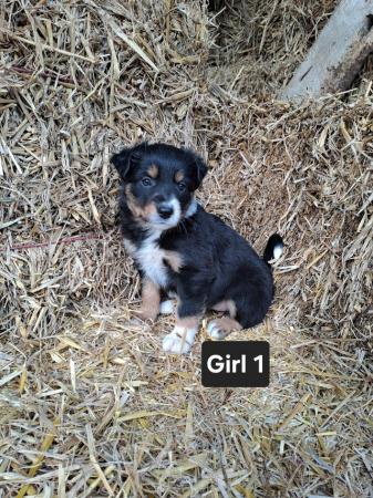 Image 3 of 6 Beautiful Border Collie Puppies