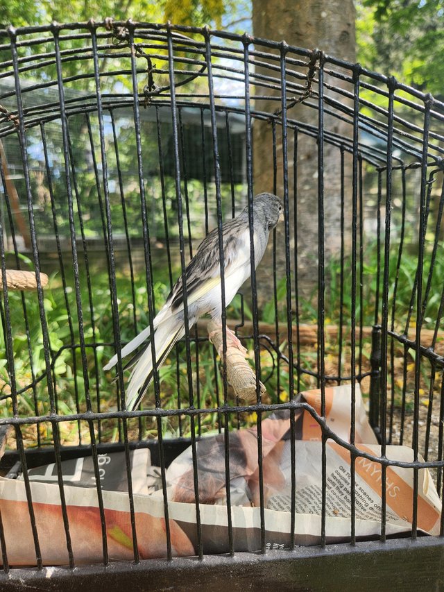 Scotch fancy canary hens — photo 2 of 4