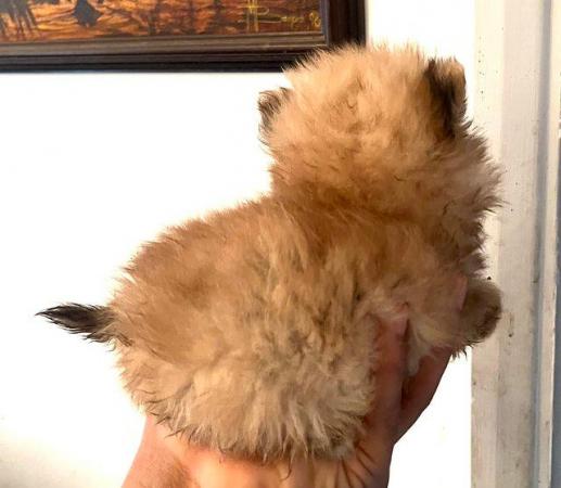 Image 3 of ONE LEFT brown Pomeranian puppies