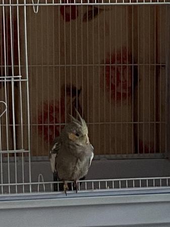 Image 5 of 1 year old cockatiel for sale with food and treats