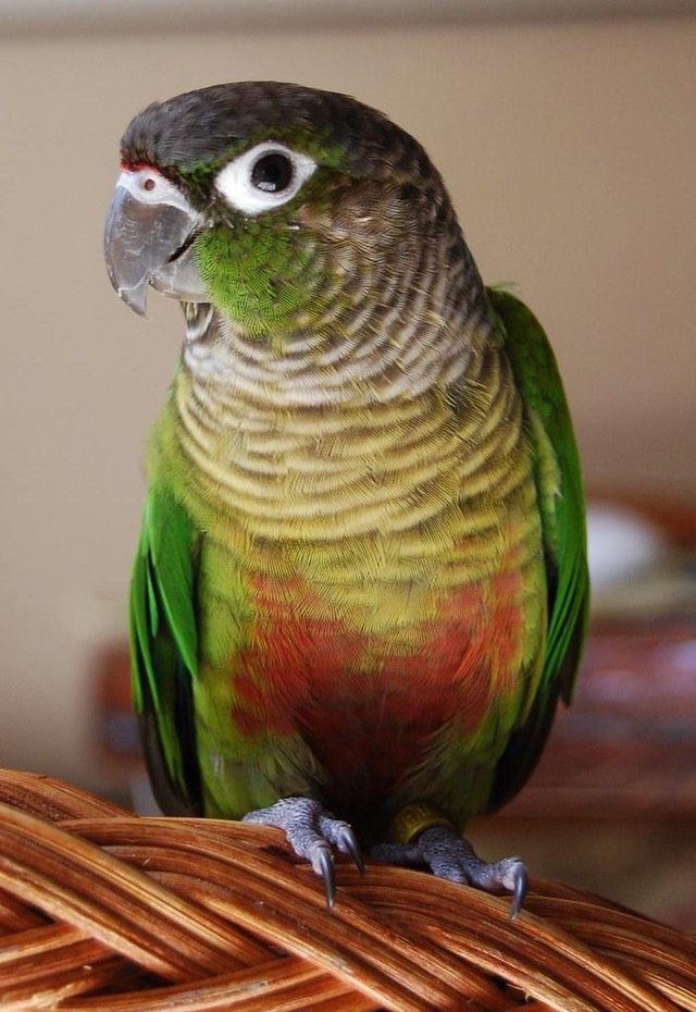 Preview of the first image of female conure wanted west yorkshire.