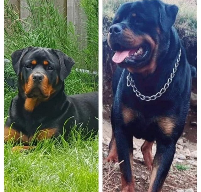 Preview of the first image of Beautiful chunky rottweiler puppies.