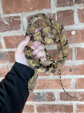 Image 1 of For Sale Dog Toothed Cat Snake Boiga Cynodon