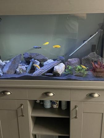Image 5 of Cichlids and 252 litre fish tank and all decor and filter