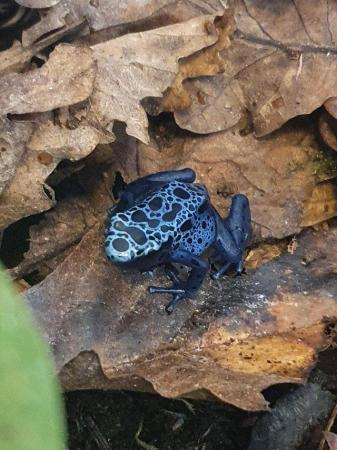 Image 3 of Azureus and Tumucumaque dart frog froglets, others available
