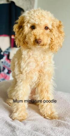 Image 3 of Miniature poodle/ Poochon girl ready in 2 weeks
