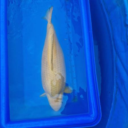 Image 1 of Koi carp from 45cm to 80cm need new home