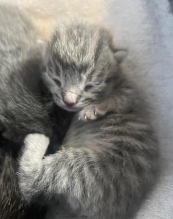 Image 4 of 9 week old male grey tabby kitten looking for his home