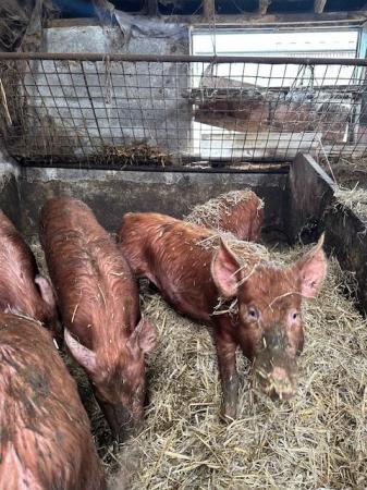 Image 1 of Pure unregistered Tamworth Store pigs for sale