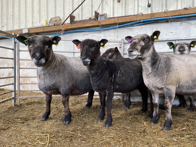 Preview of the first image of Pedigree Coloured Ryeland Ewes.