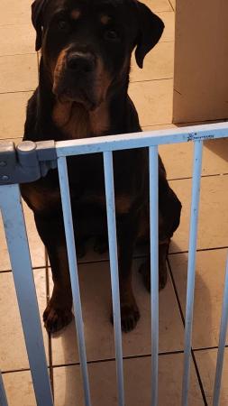 Image 3 of Excellent bloodline rottweiler puppies for sale