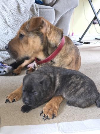 Image 3 of Gorgeous Blue Siras Staffie x Shar Pei pups for sale