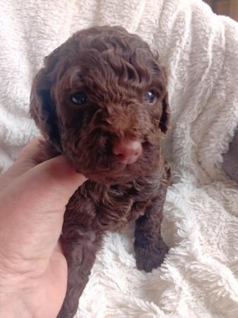 Image 2 of Stunning F2b Quality sproodle  puppies