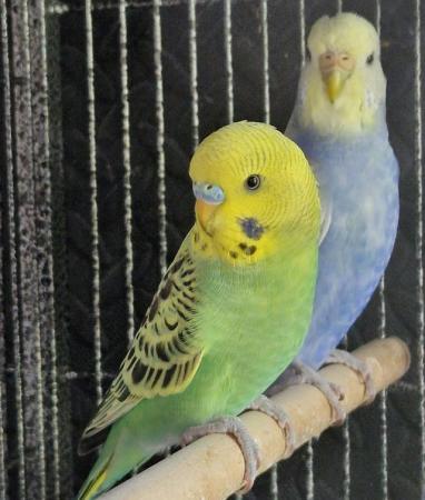 Image 8 of 2024 Aviary bred Budgies £20 each