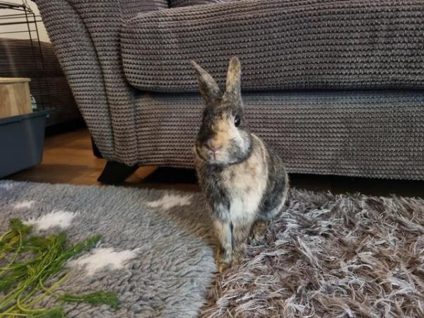 Image 2 of Experienced, Loving Bunny Forever Home Wanted