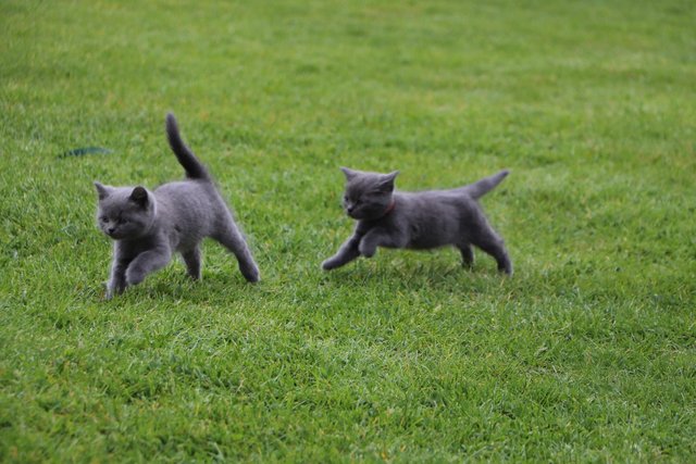 Image 6 of British Blue Kittens for sale