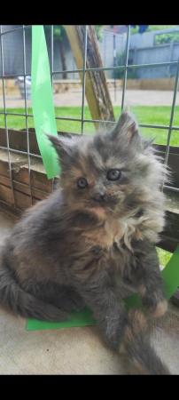 Image 7 of Adorable Maine Coon kittens