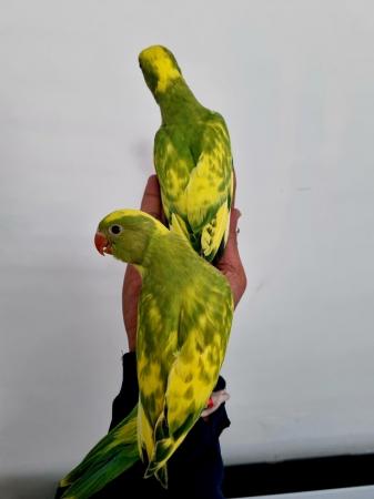 Image 3 of Hand reared pied ringneck