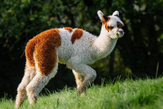 Image 15 of Beautiful Quality Alpacas for Sale