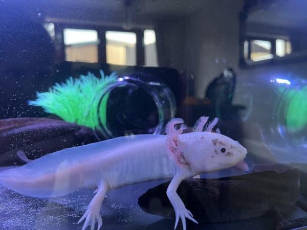 Image 7 of 2 year old Male axolotls available- various colours.