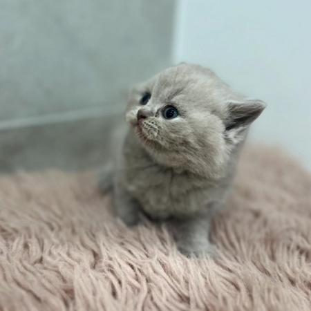 Image 2 of Gorgeous Pedigree British Shorthair Kittens GCCF