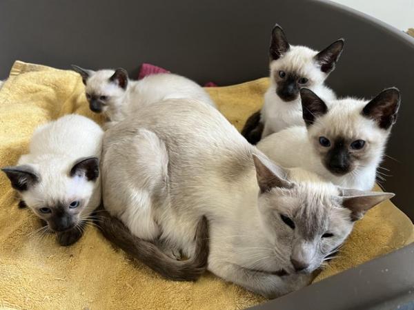 Image 4 of Adorable 100% pure Siamese kittens available