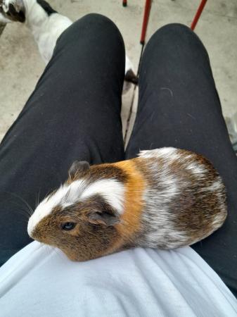Image 4 of 2 year old female guinea pig with indoor cadge