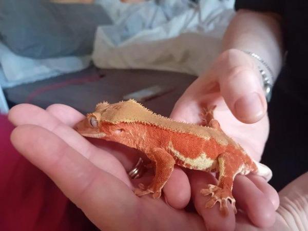 Image 3 of Stunning Proven Crested Gecko Red Phantom Lilly White Male