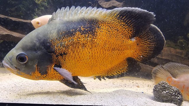 Preview of the first image of Oscars, golden severum, female cichlid and many more fish.