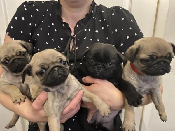 Image 8 of KC Registered Pug Puppies